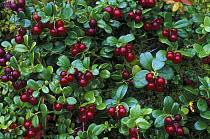 Cowberries {Vaccinium vitis-idaea} "Lenskie Stolby" reserve, taiga, Republick Yakutia-Sakha. autumn 2005, Siberia, Russia