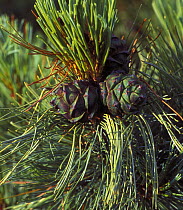 Cones of Siberian dwarf pine tree (Pinus pumila)  Sikhote-Alin Mountains, SE Siberia, Russia
