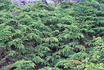 Subalpine belt in Sikhote-Alin mountains, endemic coniferous rosette-bush (Microbiota dicussata), SE Siberia, Primorsky, Russia (Ussuriland).