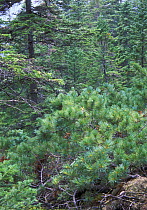 Upper-forest - Subalpine belt in Sikhote-Alin mountains (SE Siberia): thin spruces and Dwarf pine (Pinus pumila), Primorsky, SE Siberia, Russia (Ussuriland).