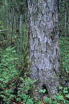 Yellow Birch (Betula costata) in the Manchurian-type birch-oak forests of the Ussuriland, SE Siberia, russia
