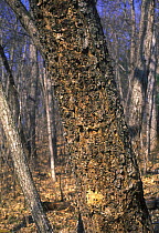 Manchurian Birch (Betula davurica) with normal black bark in the Manchurian-type Birch / Oak forests of Ussuriland, SE Siberia, Russia