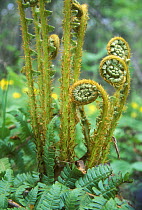 Forest floor with young Ostrich ferns (Matteuccia struthiopteris) unfurling in May, Ussuriland (Sikhote-Alin), SE Siberia, Russia