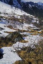 Snow melting in spring on subalpine belt of W Caucasus mountains, 2200-2800m, with thin Dwarf birches (Betula litwinowii) Teberdinsky Zapovednik reserve, Karacheyevo Cherkessiya, Russia