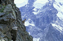 West caucasian tur (Capra caucasica) female on steep rock face of Caucasus Mountains at 3000 m, Kabardino-Balkarskiy Zapovednik reserve, Central Caucasus, Karacheyevo Cherkessiya, Russia