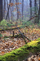 Ussurian taiga woodlands, Complex riparian forests of SE Siberia habitat of the Amur tiger and Manchurian wapity, Ussuriland, Primorsky, SE Siberia, Russia