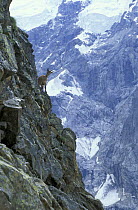 West caucasian tur (Capra caucasica) female on steep rock face of Caucasus Mountains at 3000 m, Kabardino-Balkarskiy Zapovednik reserve, Central Caucasus, Karacheyevo Cherkessiya, Russia