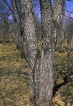 Amur cork tree {Phellodendron amurense} Ussuriland, Primorksy, SE Siberia, Russia