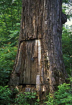 Door cut into the trunk of Japanese / Maximowich's Poplar tree (Populus maximowiczii), a huge tree species, thickest in the Sikhote-Alin riparian forests. Himalayan bear makes its winter lair in the h...