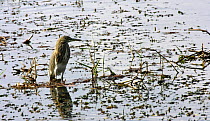 Indian Pond Heron (Ardeola grayii) in winter plumage, Haleji Lake, near Karachi, Pakistan, March 2005
