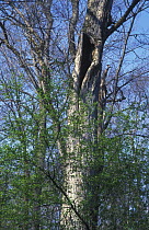 Japanese / Maximowich's Poplar tree (Populus maximowiczii) with nest of Blakiston's Fish owl, East Siberia, Russia