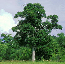Japanese elm tree (Ulmus propinqua/ Ulmus davidiana var. japonica) dominant tree in Elm / Ash riparian forests of Ussuriland, SE Siberia, Russia