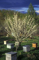 Bee hives around flowering fruit tree, Ussuriland, Primorsky, SE Siberia, Russia