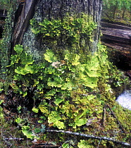 Tree trunk covered with plates of "levr moss", Ussurian taiga in Autumn, SE Siberia, Russia