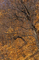 Mongolian oak (Quercus mongolensis) in Manchurian-type hilly broad-leaf forest, Ussuriland, SE Siberia, Russia, autumn