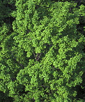 Mongolian oak tree (Quercus mongolensis) Ussuriland, SE Siberia, Russia, in summer