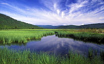 Grassy marshes in the mouth of Chivyrkuy river at east shore of Baikal Lake, Zabaikalskiy National Park, Siberia, Russia