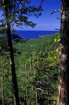 Larch forest of E Siberia with Dahurian Larch (Larix gemelinii) on the shores of Baikal Lake, Siberia, Russia