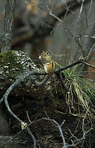 Siberian chipmunk {Eutamias sibiricus} Siberia, Russia