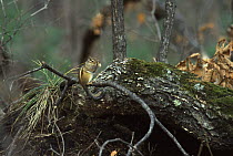Siberian chipmunk {Eutamias sibiricus} Siberia, Russia