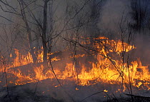 Forest fire, Ussuriland, Primorsky, SE Siberia, far east Russia