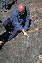 Paleontologist with fossil Dinosaur eggs (Sauropoda) from Upper Cretaceous of Spain, Catalonia, pre-Pyrenees