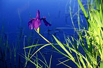 (Iris kaempferi) in wet prairies of Ussuri river valley, Ussuriland, SE Siberia, Russia
