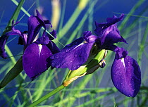 (Iris kaempferi) in wet prairies of Ussuri river valley, Ussuriland, SE Siberia, Russia