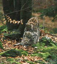 Lynx {Lynx lynx} in spring display the lynx male mounts his daughter while being mounted, in turn, by her mother, Bayerisher Wald NP, Germany, Captive