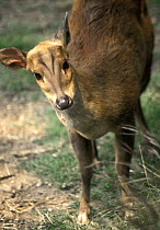 Barking Deer (Muntiacus muntjak). Royal Chitwan National Park, Nepal
