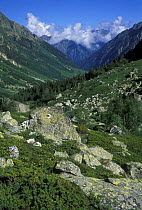 Typical post-glacial landscape with big stones in Subalpine zone above upper tree line in Murudzhu river "hanging" valley. Teberdinskiy Zapovednik, W Caucasus, Karacheyevo Cherkessiya, Russia