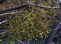 Red Mistletoe (Viscum sp) with berries, Ussuriland, SE Siberia, Russia