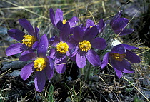Pasque flower (Pulsatilla patens) flowering in the high steppe of Altai Region, S Siberia, Russia