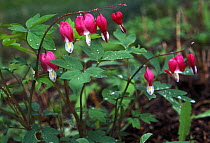 {Dicentra spectabilis} Garden Flower originated from E China and Korea