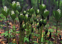 {Chloranthus japonicus} flowering in the highland forests of Ussuriland, SE Siberia, Russia