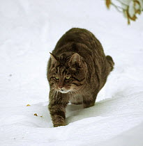 Wild cat {Felis silvestris} in snow, Germany . Captive