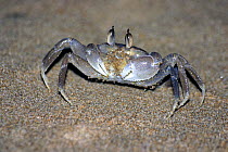 Ghost crab (Ocypode sp) on sandy beaches of Arabian Sea, Karachi, Pakistan