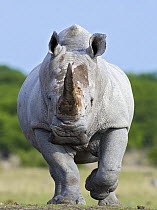 White rhinoceros {Ceratotherium simium} head on, Etosha national park, Namibia.