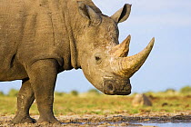 White rhinoceros {Ceratotherium simium}~Etosha national park, Namibia.