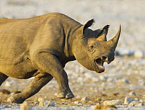 Black rhinoceros {Diceros bicornis} charging~Etosha national park, Namibia