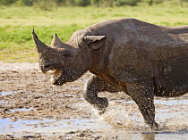 Black rhinoceros {Diceros bicornis} charging with mouth open, Etosha national park, Namibia
