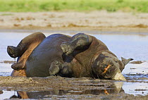 Black rhinoceros {Diceros bicornis} wallowing and rolling in mud, Etosha national park, Namibia