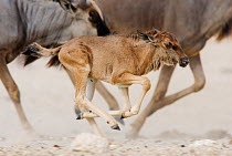 RF- Blue Wildebeest (Connochaetes taurinus) calf running with herd, Etosha national park, Namibia. (This image may be licensed either as rights managed or royalty free.)