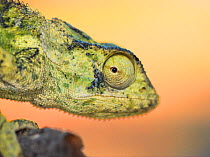 RF- Flap necked chameleon (Chamaeleo dilepis) close-up of head. Etosha national park, Namibia. (This image may be licensed either as rights managed or royalty free.)