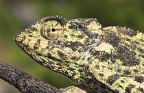 Flap necked chameleon {Chamaeleo dilepis} Etosha national park, Namibia.