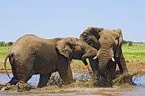 African elephant {Loxodonta africana} bulls fighting in waterhole, Etosha national park, Namibia.