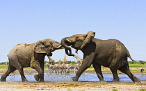 African elephant {Loxodonta africana} bulls fighting next to waterhole, zebras in background, Etosha national park, Namibia.