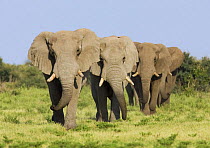 African elephant {Loxodonta africana} bulls walking in line, Etosha national park, Namibia.