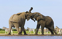 African elephant {Loxodonta africana} bulls fighting at waterhole, zebra in background Etosha national park, Namibia.