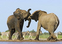 African elephant {Loxodonta africana} bulls fighting at waterhole, zebra in background, Etosha national park, Namibia.